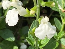 Salvia 'Walshingham White' -
