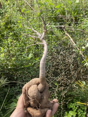 Cyphostemma elephantopu caudex - cyphostemma,