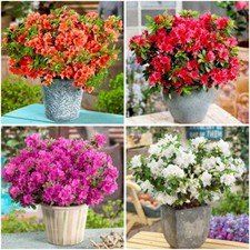 [x4] Dwarf Japanese Azalea