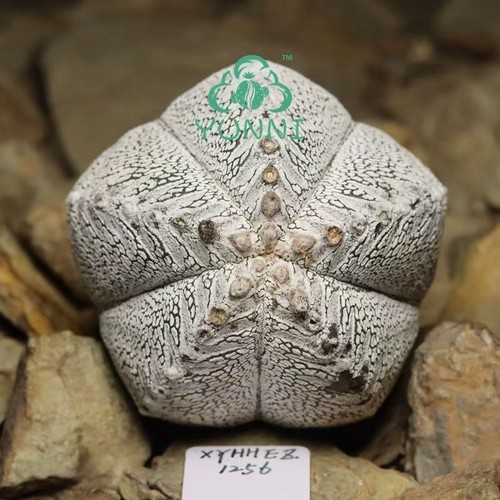 Sale 1cm rare - 6.1cm, plant