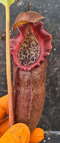 Nepenthes densiflora - nepenthes, x