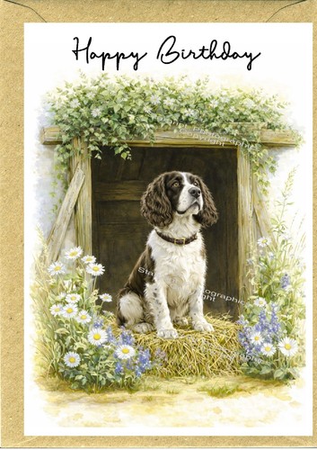 English springer spaniel - springer,