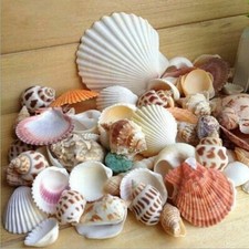 Natural Shells - Seashells