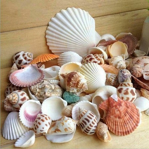Natural shells seashells - shells,