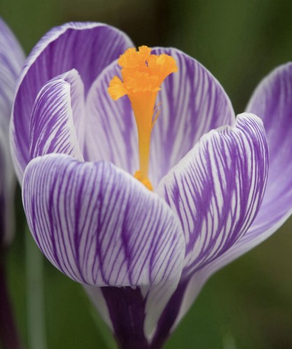 Striped crocus pickwick - 15,