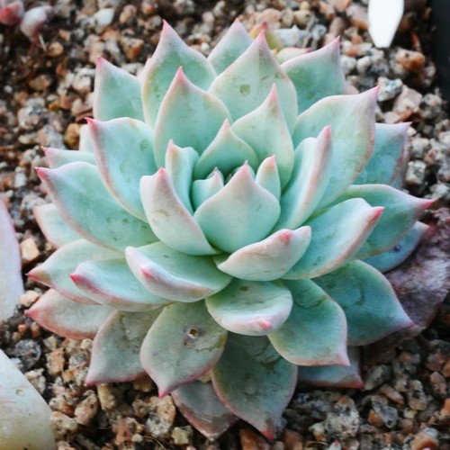 Echeveria blue bird 6cm - blue,