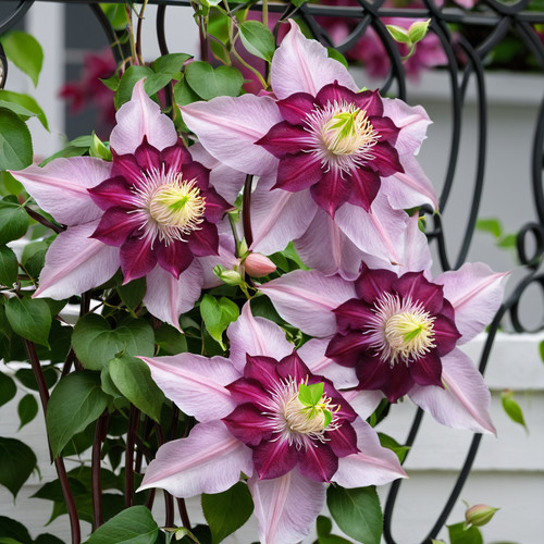 Double light pink clematis - double,