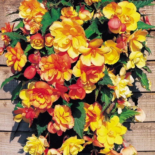 Begonia apricot shades - begonia,