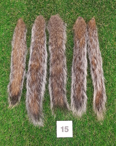 Genuine grey squirrel - x,