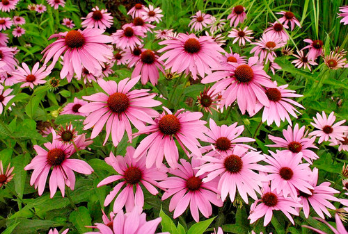 Echinacea purpurea magnus - echinacea,