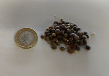 Mexican Fan Palm, Washingtonia