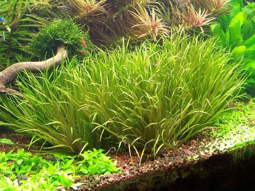 Blyxa japonica tropical - blyxa,