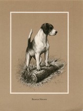 BEAGLE HOUND VINTAGE 1968 OLD DOG ART PRINT by Artist JAQUELINE DES CLAYES