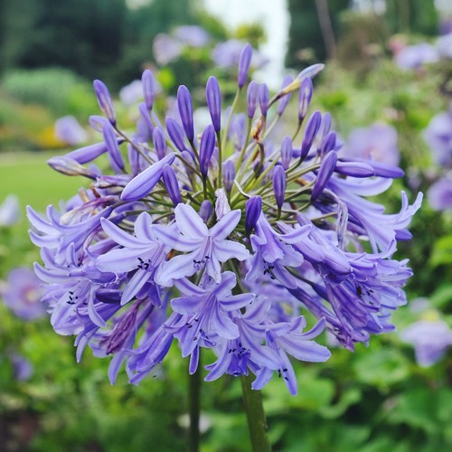 Agapanthus northern star - agapanthus,