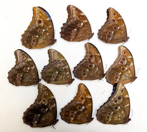 Morpho didius butterfly