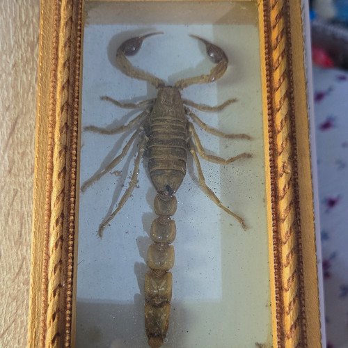 Taxidermy mounted preserved - taxidermy,