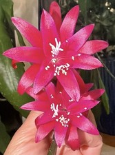 Epiphyllum Rare Leon Herrick