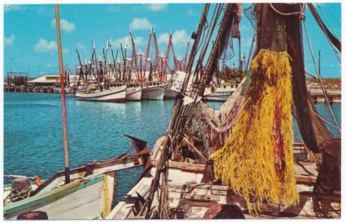 Shrimp boats along the gulf - shrimp,