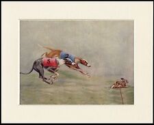 GREYHOUND DOGS RACING LOVELY