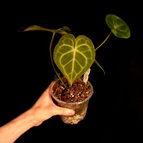Anthurium warocqueanum - , x