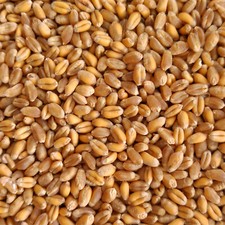 Organic oat barley rye - oat,,