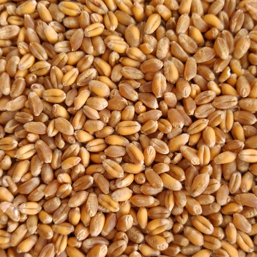 Organic oat barley rye - organic, barley,