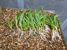 Chlorophytum Trailing Spider
