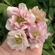 Helleborus Winter Flower Plant