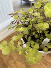 Tradescantia Family Callisia