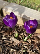 5 Spring Bulbs Purple Crocus
