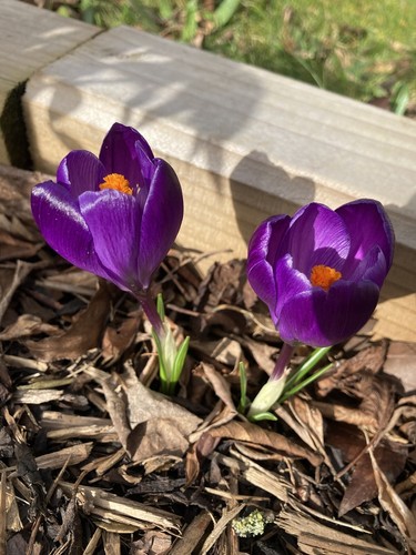 Spring bulbs purple crocus - 5,