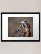 Red Tail Hawk Framed Art Print