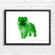 Fluffy Chow Chow Puppy