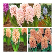 Gipsy Queen Hyacinth Flower