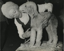 Mrs Morgan Jones Bedlington Terrier Crufts Dog Show Olympia 1971 VTG Press Photo