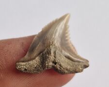 RARE Fossil Snaggletooth Shark