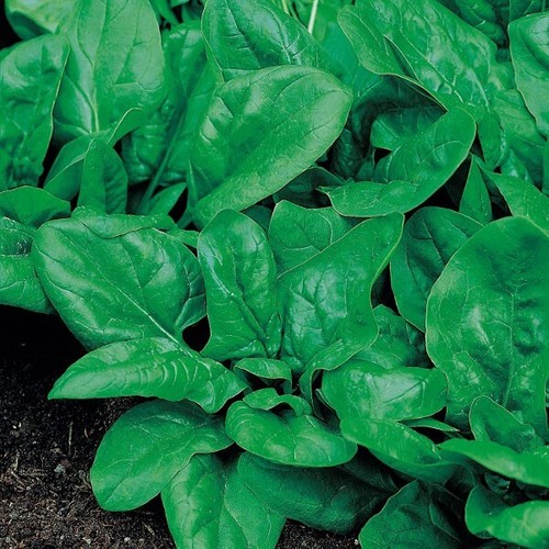 Spinach matador plug - 6x,