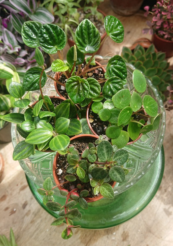 Peperomia collection bundle - bundle, |