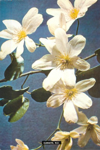 C19334 clematis flowers - ,