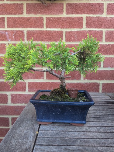 Golden chinese juniper bonsai - chinese,