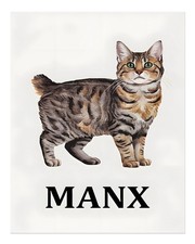 Manx Cat Poster Wall Art -