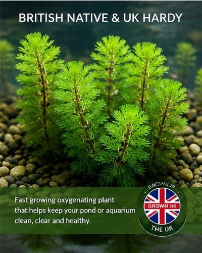 Water milfoil myriophyllum - water,