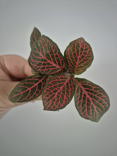 Nerve plant mosaic - nerve, |