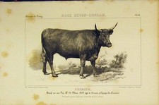 Original Old Antique Print