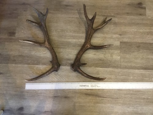Pair red deer antlers 15 - pair,