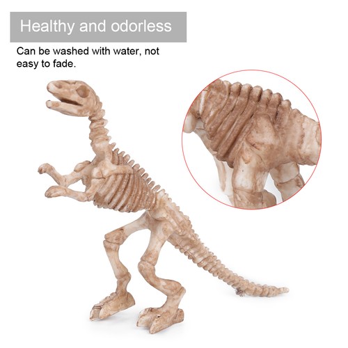 Skeleton educational dinosaur - skeleton,