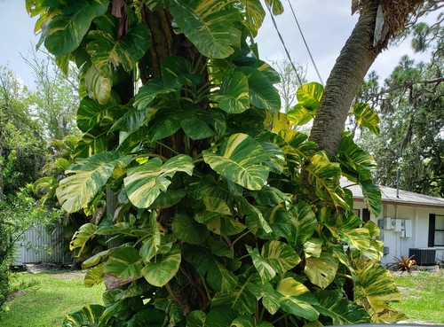 Variegated giant golden - variegated,