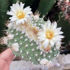 Raresucculent Strombocactus