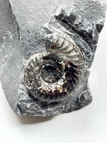 Jurassic whitby hildoceras - whitby,