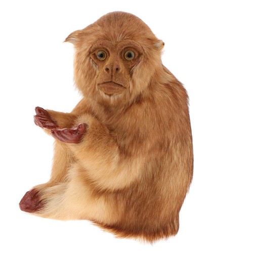 Monkey statues home family - monkey,